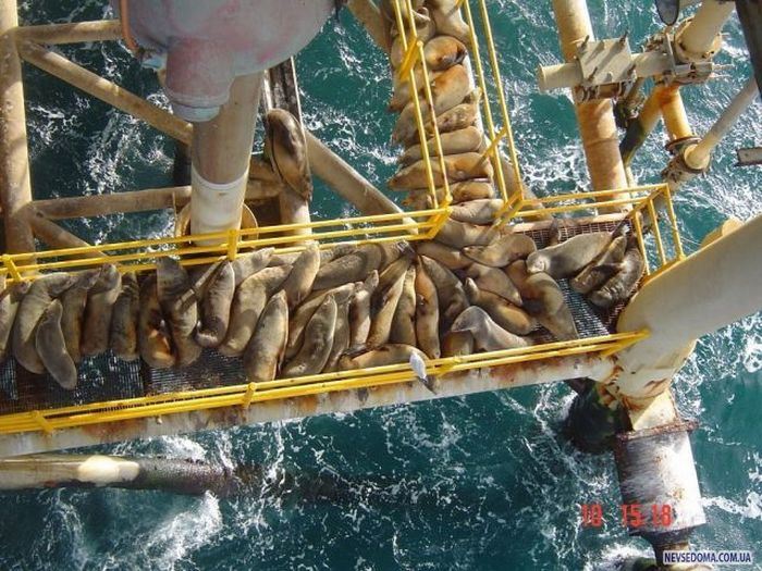 Прикольные картинки (228 фото)