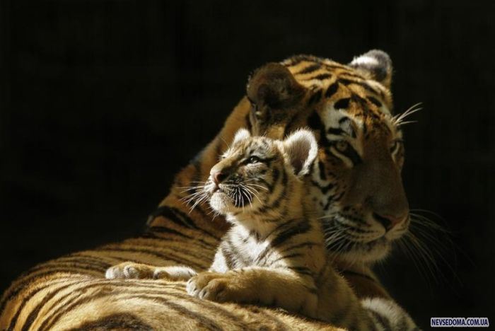 Прикольные картинки (201 фото)