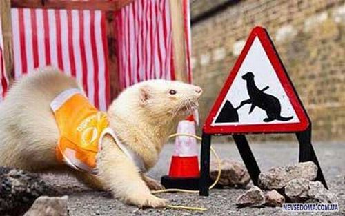 Прикольные картинки (201 фото)