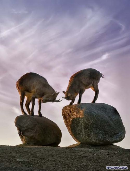 Прикольные картинки (201 фото)