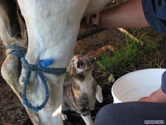 Прикольные картинки (201 фото)