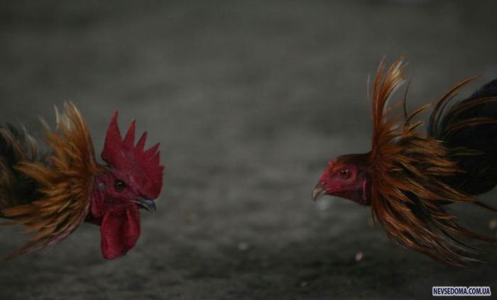 Прикольные картинки (201 фото)