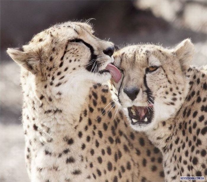 Прикольные картинки