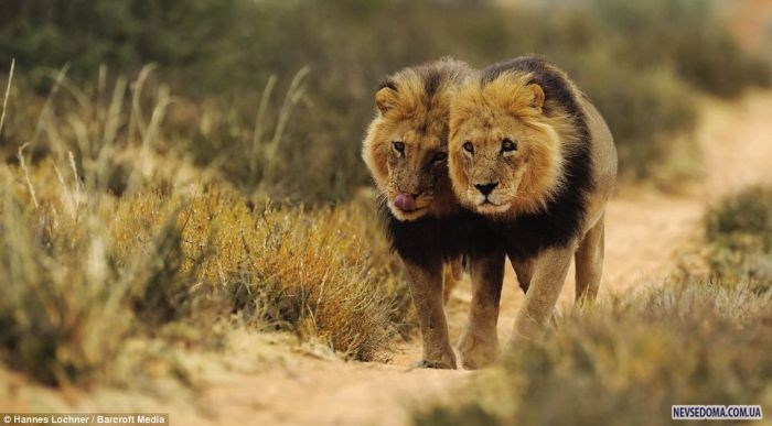 Прикольные картинки