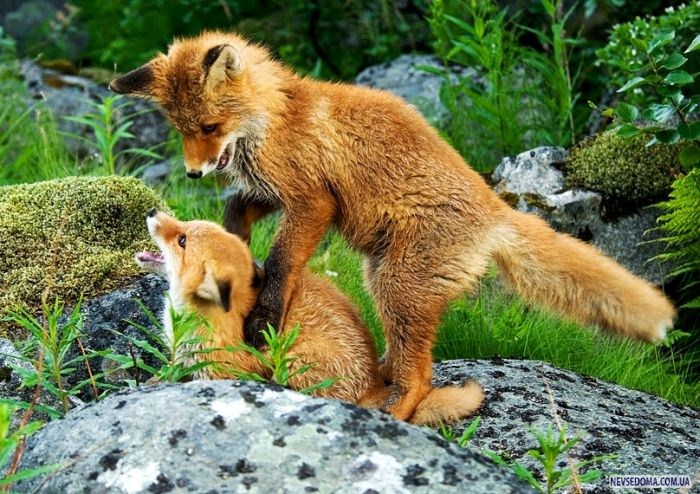 Прикольные картинки