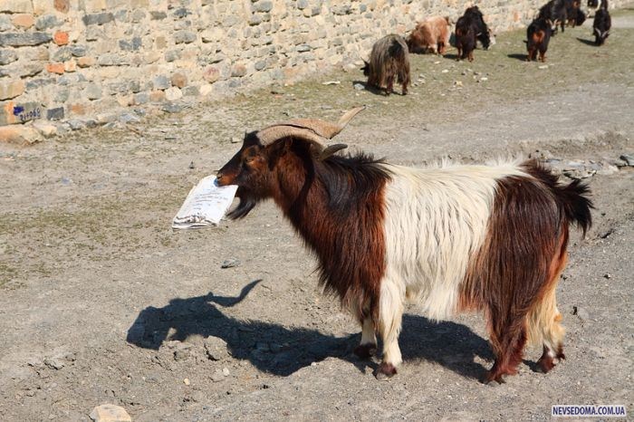 Прикольные картинки