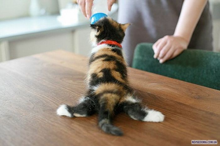 Прикольные картинки