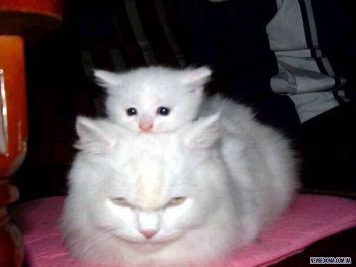 Прикольные картинки