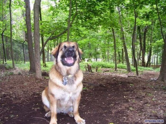 Прикольные картинки