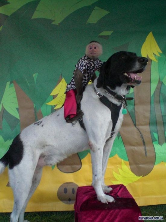 Прикольные картинки