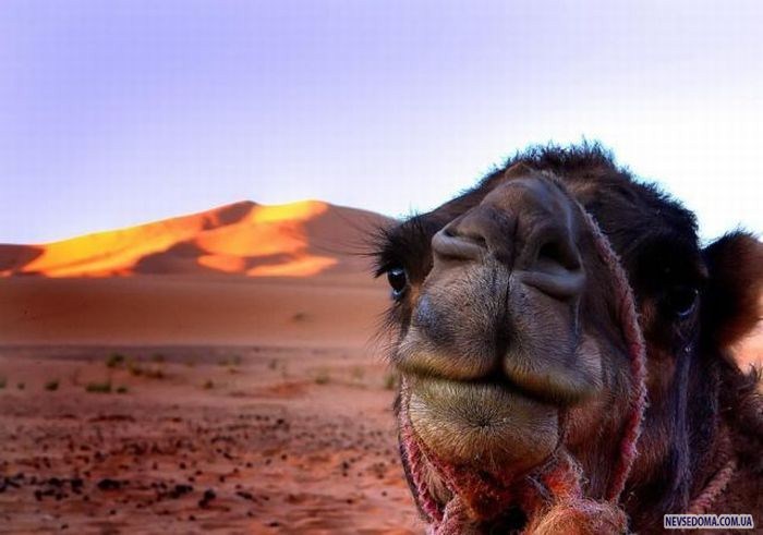 Прикольные картинки