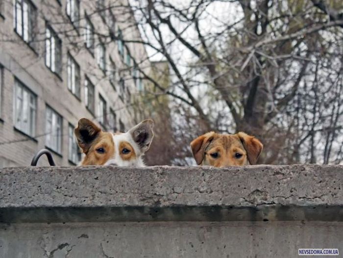 Прикольные картинки