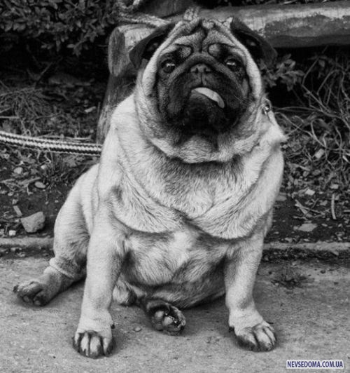 Прикольные картинки