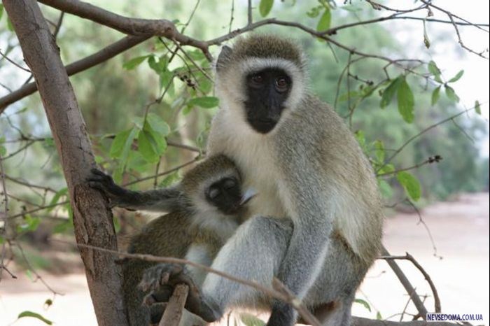 Прикольные картинки