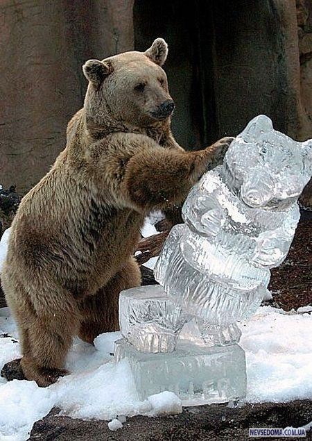 Прикольные картинки