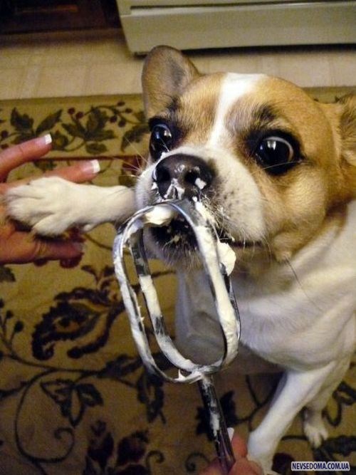 Прикольные картинки