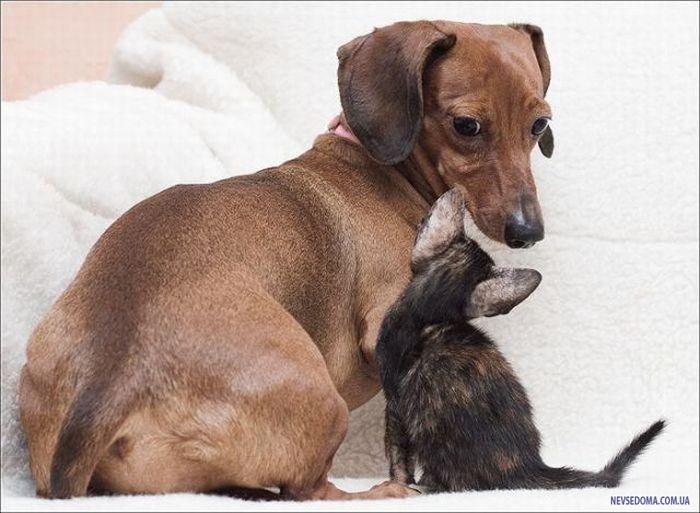 Прикольные картинки