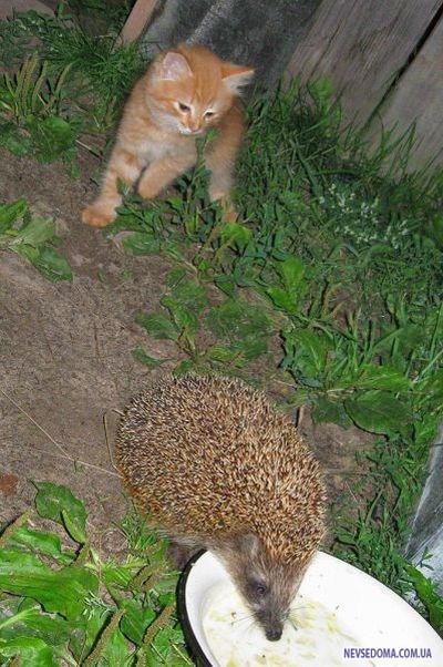 Прикольные картинки