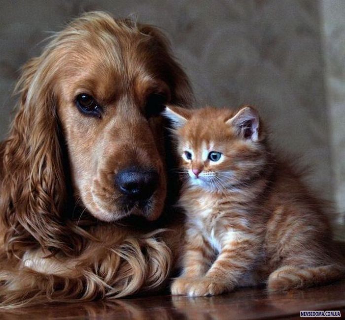 Прикольные картинки