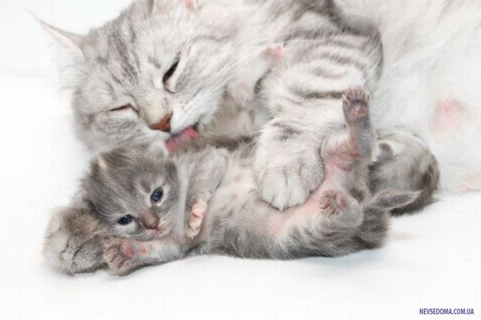 Прикольные картинки