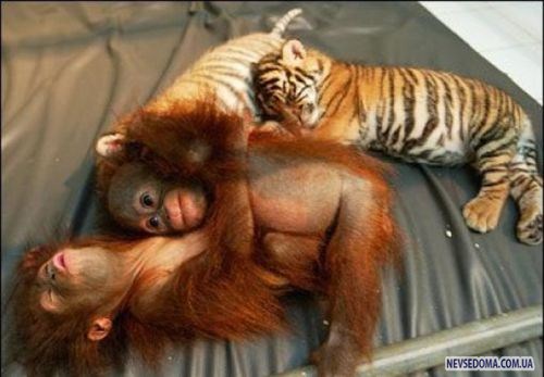 Прикольные картинки