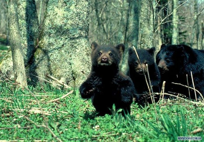 Прикольные картинки