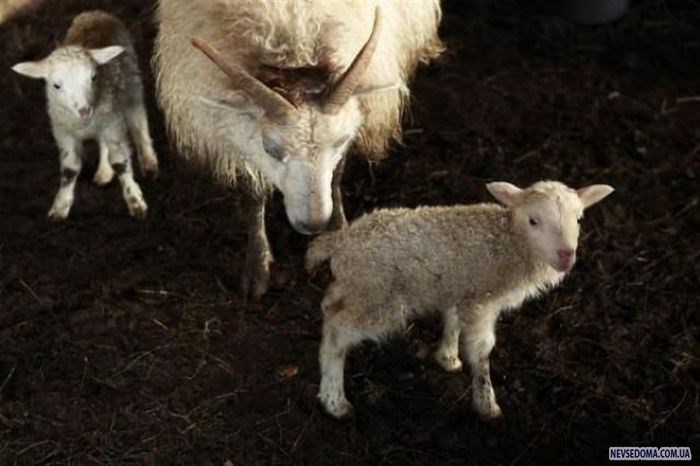 Прикольные картинки