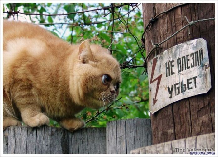 Прикольные картинки