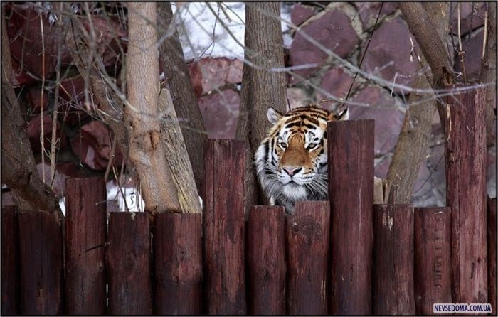 Прикольные картинки