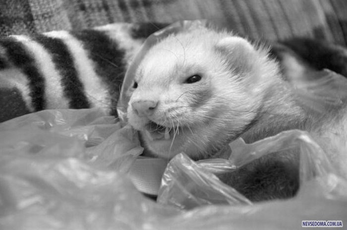 Прикольные картинки