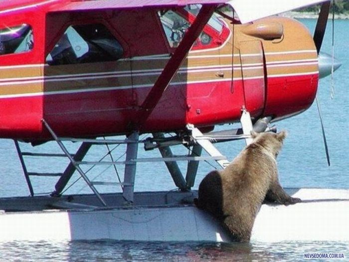 Прикольные картинки