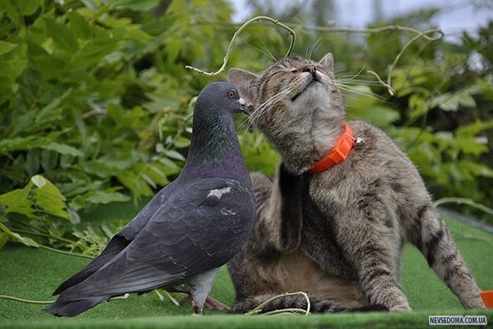 Прикольные картинки