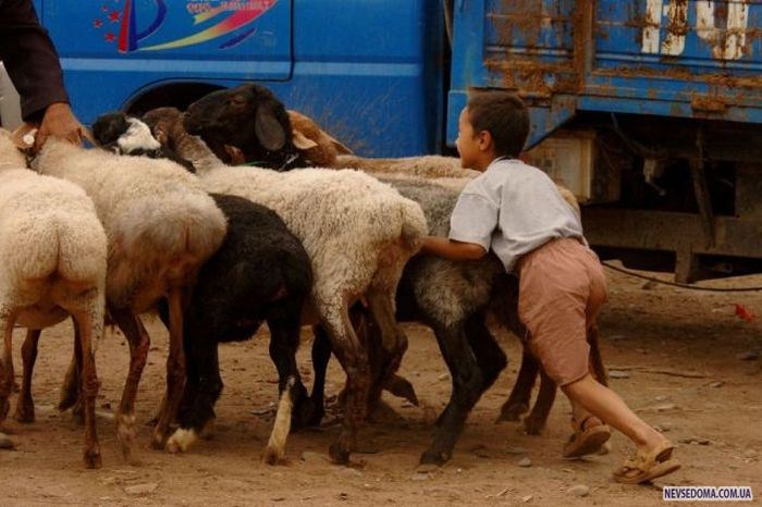 Прикольные картинки