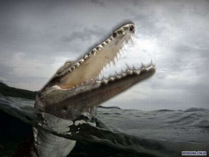 Прикольные картинки