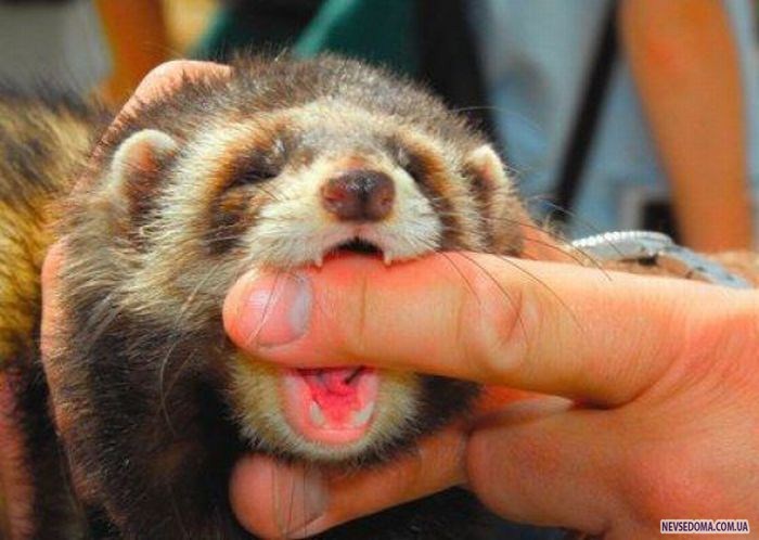 Прикольные картинки