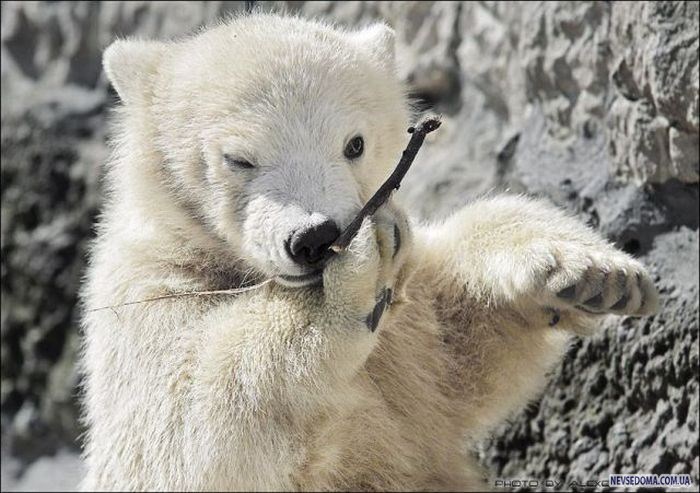 Прикольные картинки