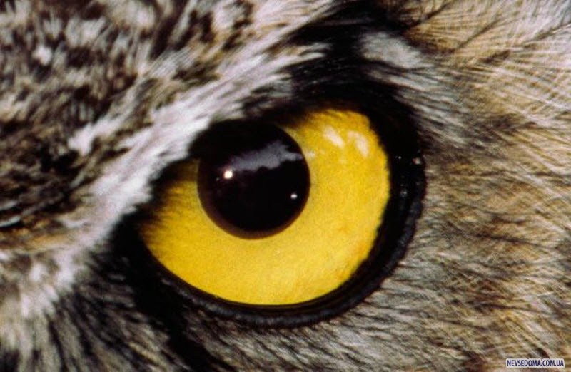Название животного глаза. Глаза животных. Необычные глаза животных. Глаза зверя. Животные с желтыми глазами.