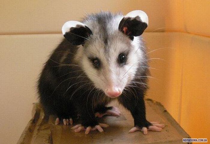 Прикольные картинки