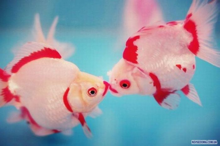 Прикольные картинки