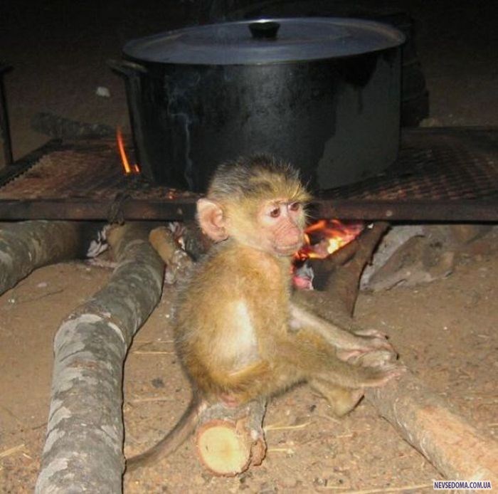 Прикольные картинки