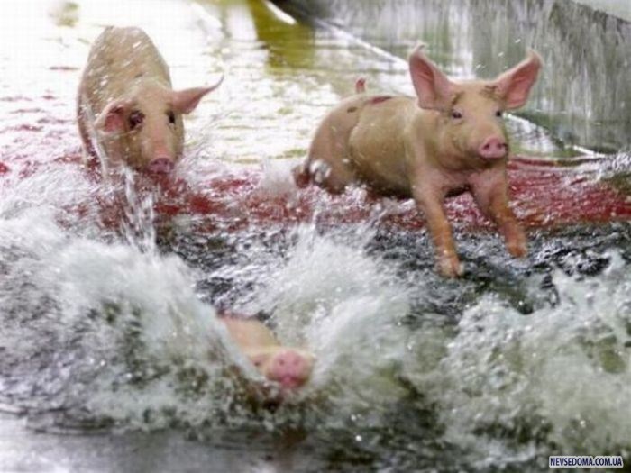 Прикольные картинки