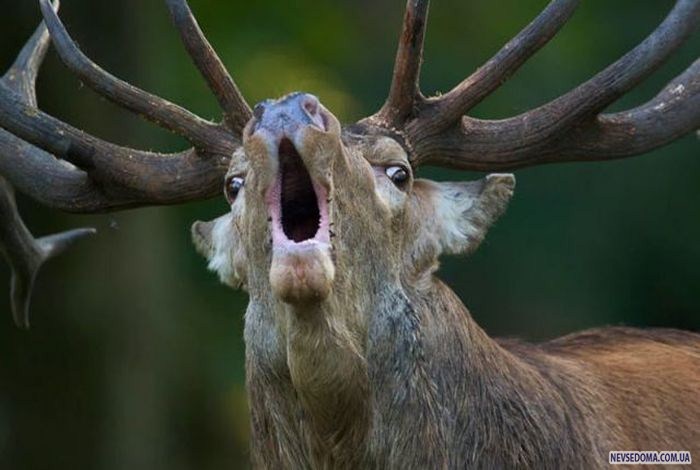 Прикольные картинки