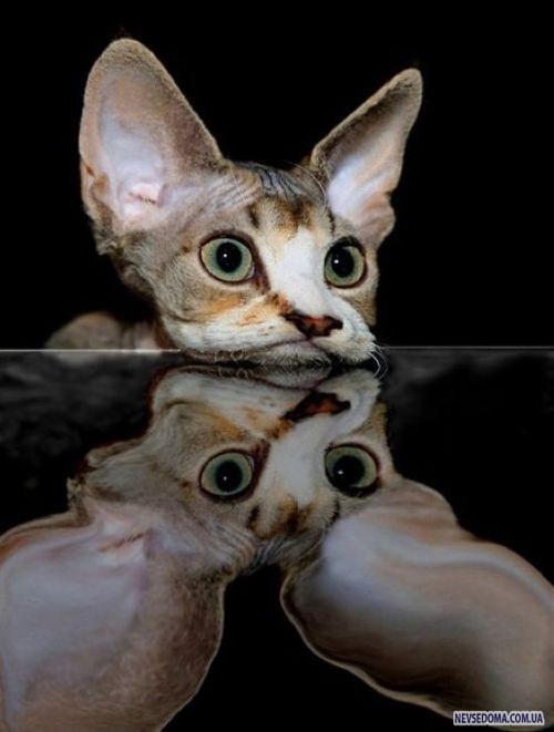 Прикольные картинки