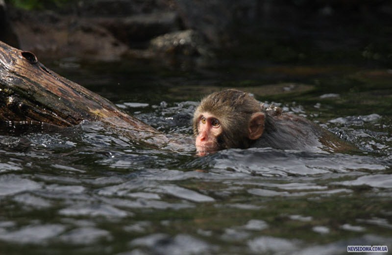 Шимпанзе плавает. Обезьянка плавает. Обезьяна плывет. Мартышка плавает. Макака плавает.