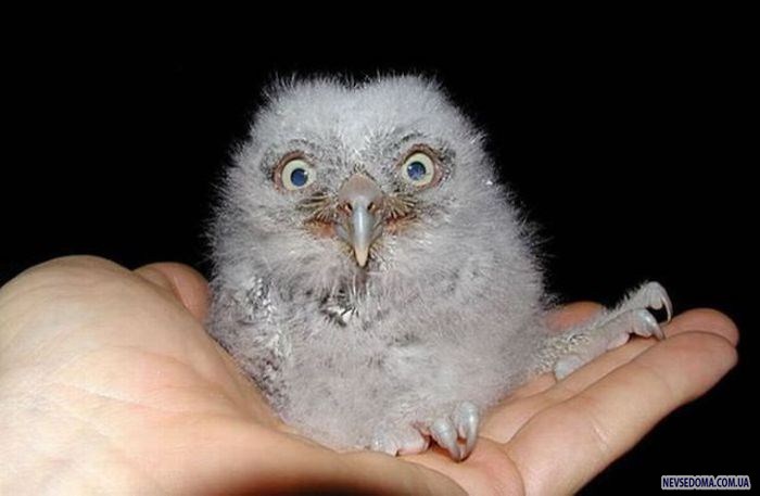 Прикольные картинки (176 фото)