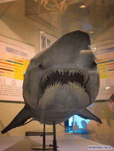 Прикольные картинки (179 фото)