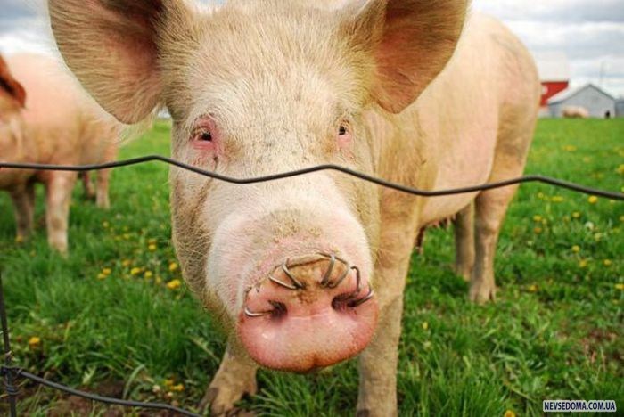 Прикольные картинки