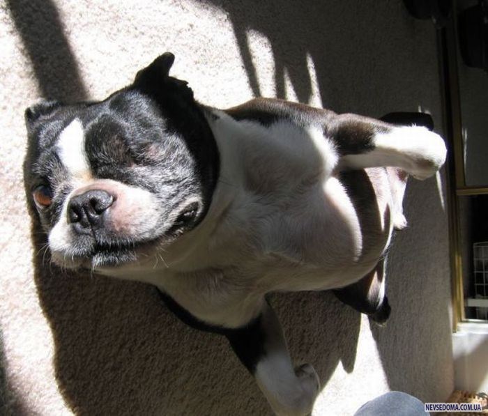 Прикольные картинки