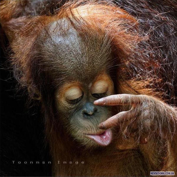 Прикольные картинки