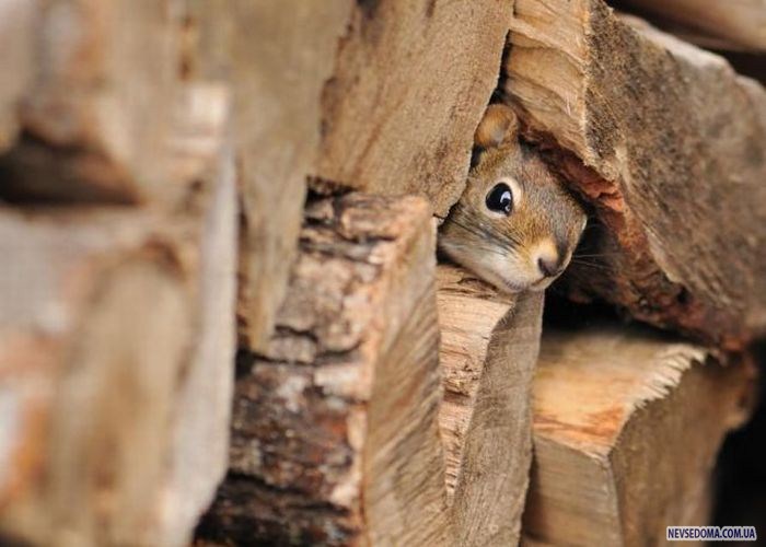 Прикольные картинки
